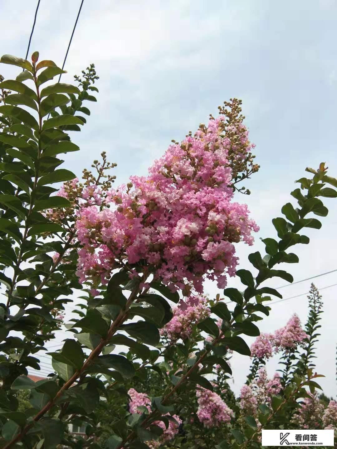 紫薇几年长成树? 紫薇几年长成树?