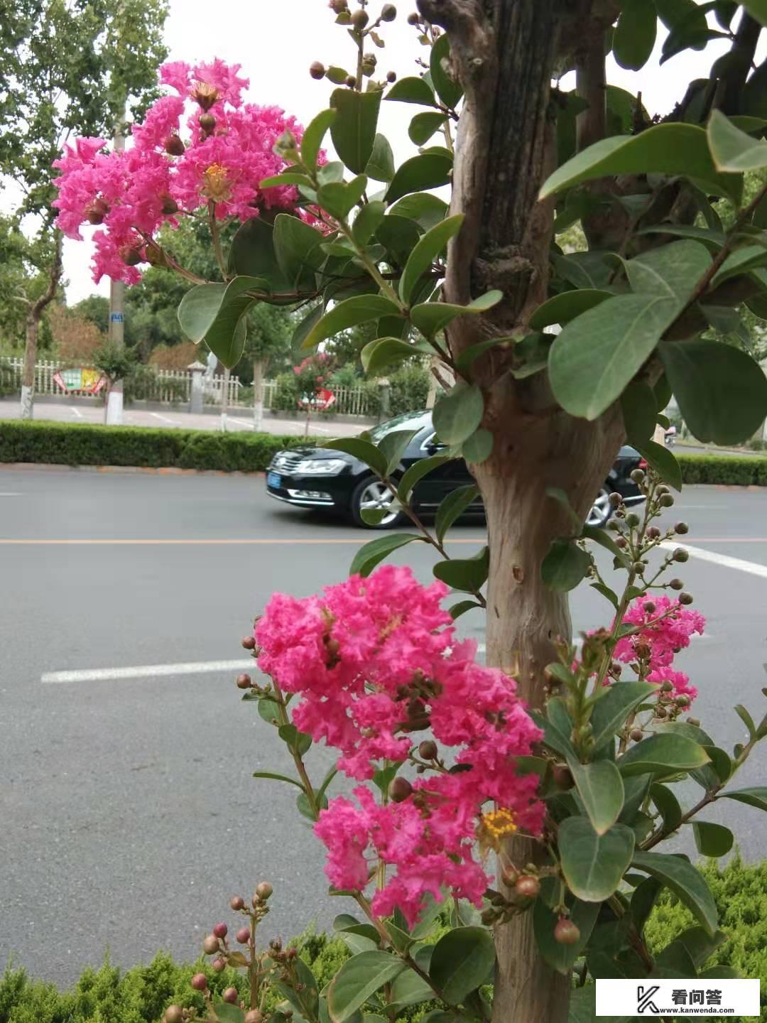 紫薇几年长成树? 紫薇几年长成树?