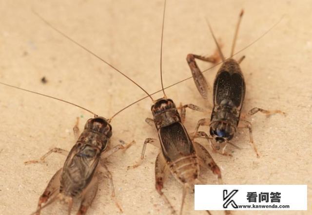 蟋蟀,蝈蝈,蛐蛐有什么不同？带上图片就更好了？