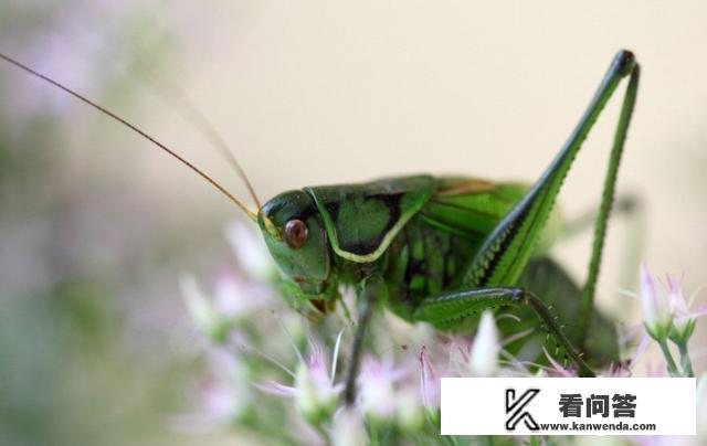 蟋蟀,蝈蝈,蛐蛐有什么不同？带上图片就更好了？