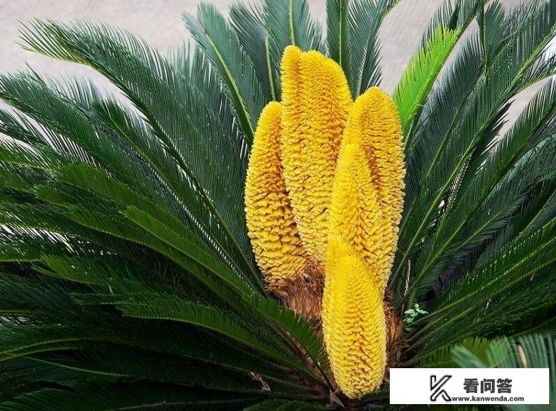 为什么说铁树开花很罕见？