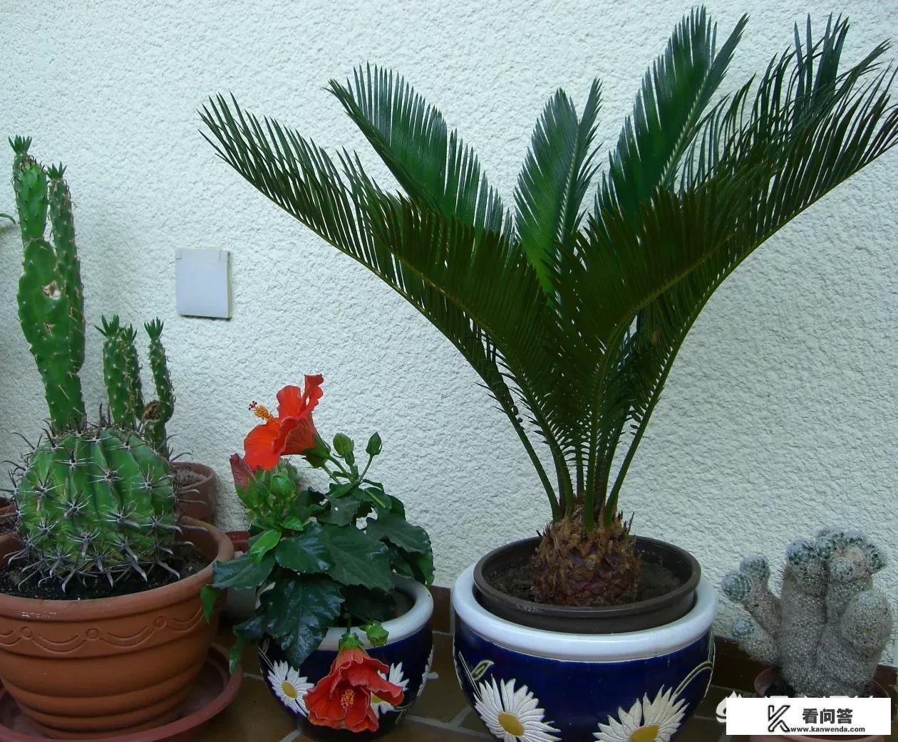 为什么说铁树开花很罕见？