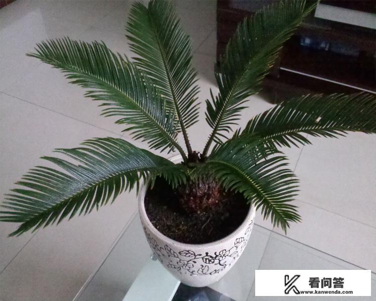 为什么说铁树开花很罕见？