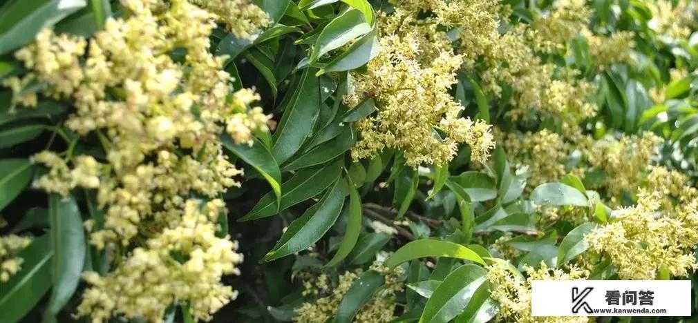 荔枝图片和杨梅区别？