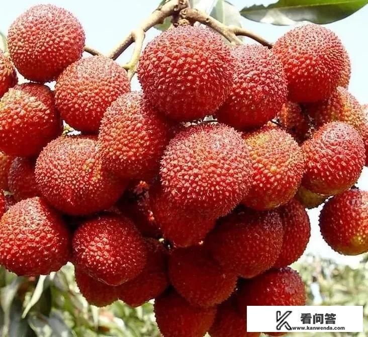 荔枝图片和杨梅区别？