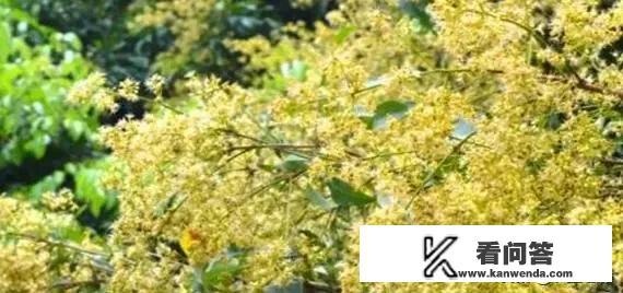 荔枝图片和杨梅区别？