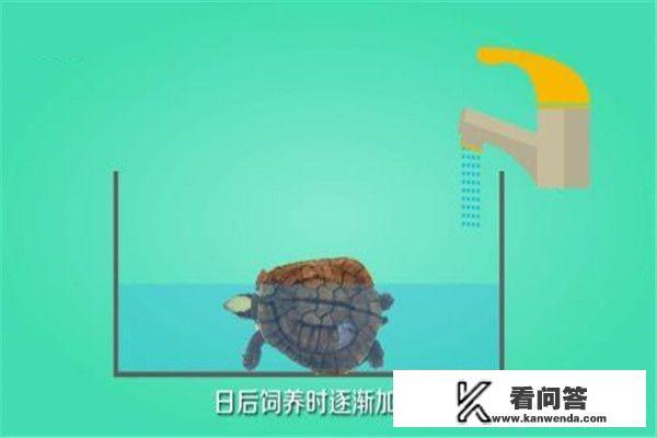 怎么养殖金钱龟？