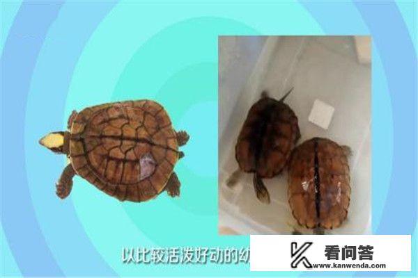 怎么养殖金钱龟？