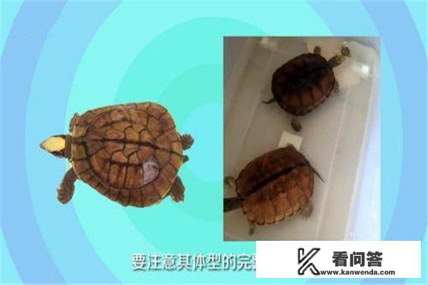 怎么养殖金钱龟？