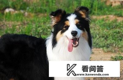 第一次养狗，金毛、边牧、德牧，哪个比较合适呢？