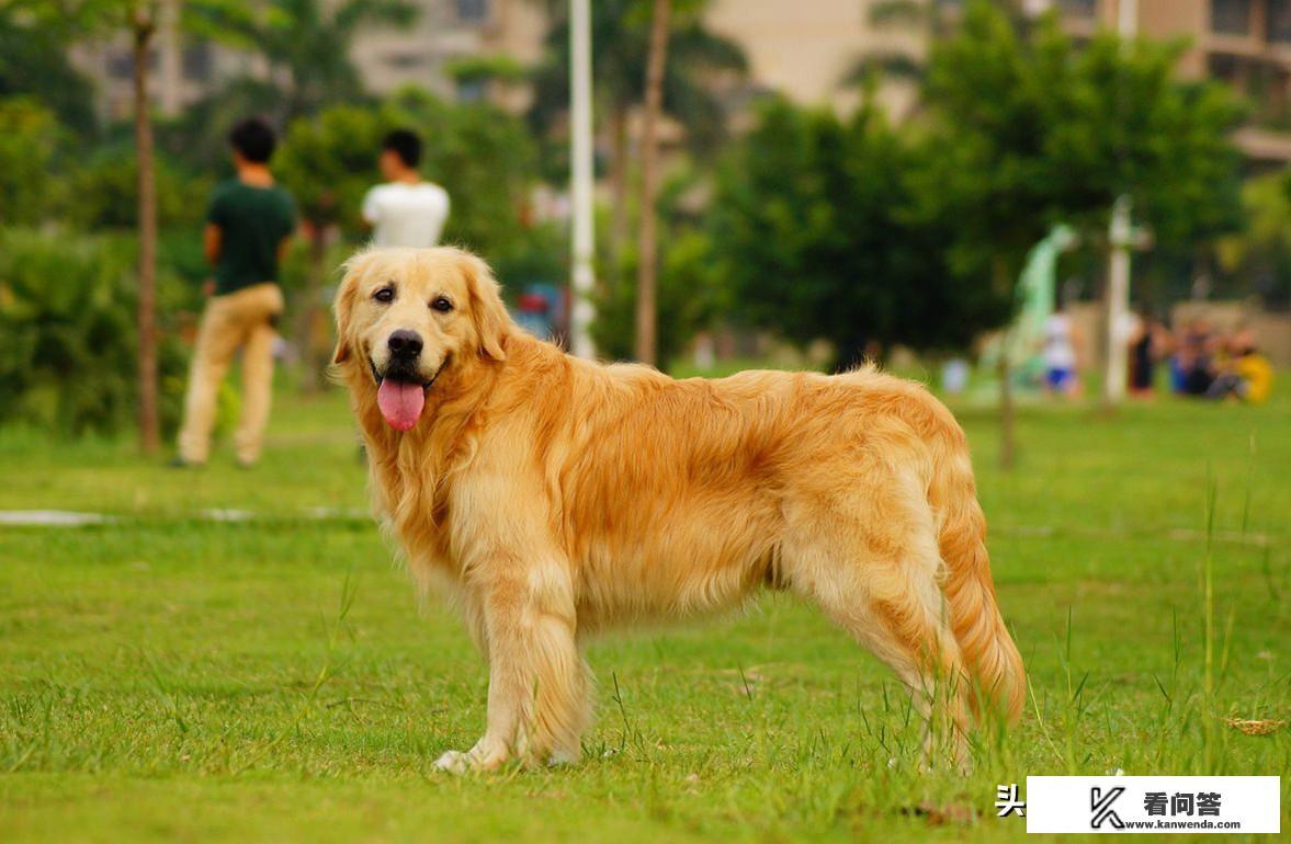 第一次养狗，金毛、边牧、德牧，哪个比较合适呢？