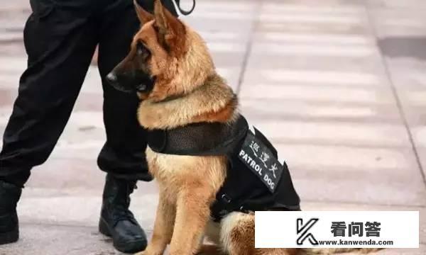 第一次养狗，金毛、边牧、德牧，哪个比较合适呢？