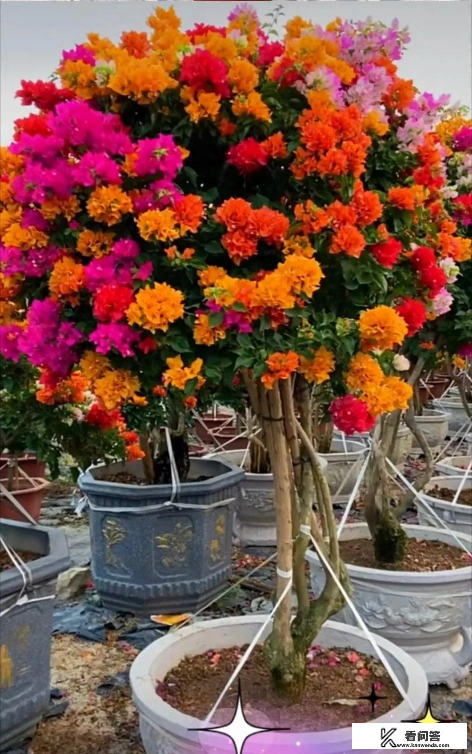 加拿大鹅那么贵，售后还没有保障，为什么还有人买？