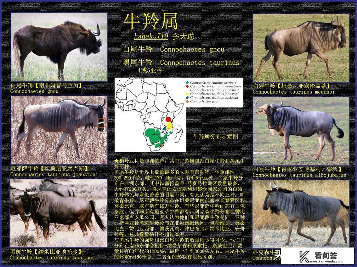 角马为什么叫角马? 角马为什么叫角马?