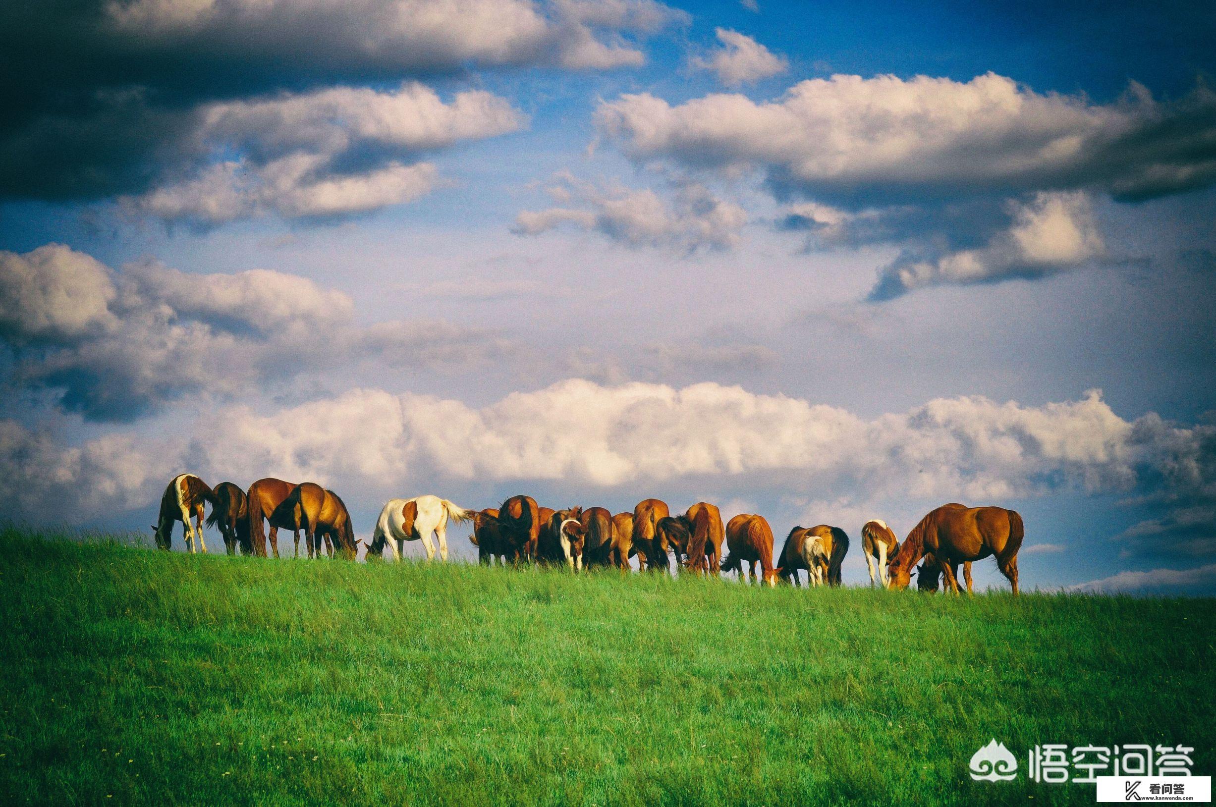 去内蒙古呼伦贝尔大草原旅游，有哪些景点让你印象深刻？你有什么感受吗？