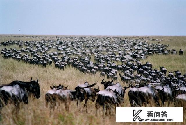 非洲大草原上的动物为什么要大迁徙？