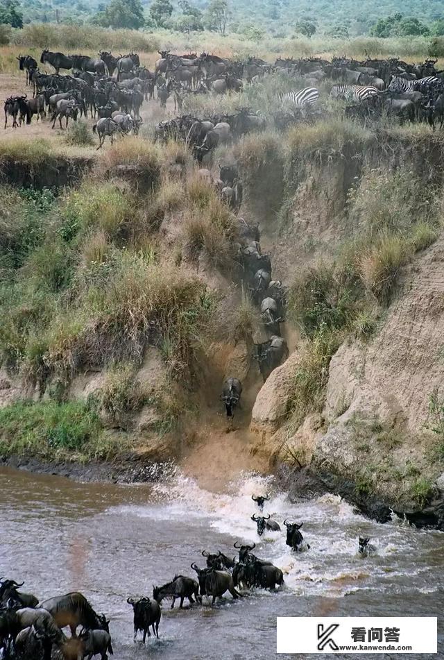 非洲大草原上的动物为什么要大迁徙？