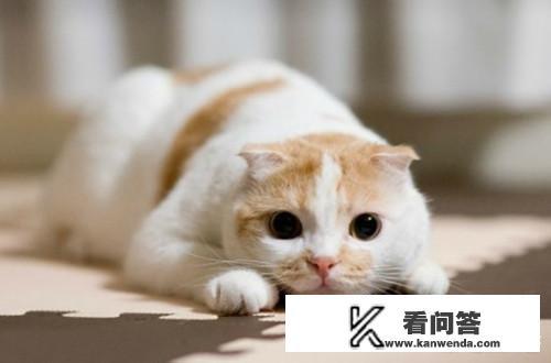 猫尿不出来，很多次就尿一两滴，怎没办