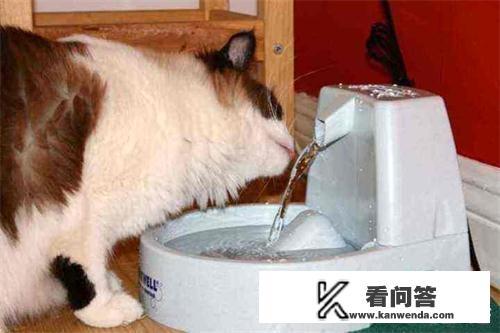 猫尿不出来，很多次就尿一两滴，怎没办