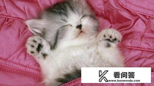 猫尿不出来，很多次就尿一两滴，怎没办