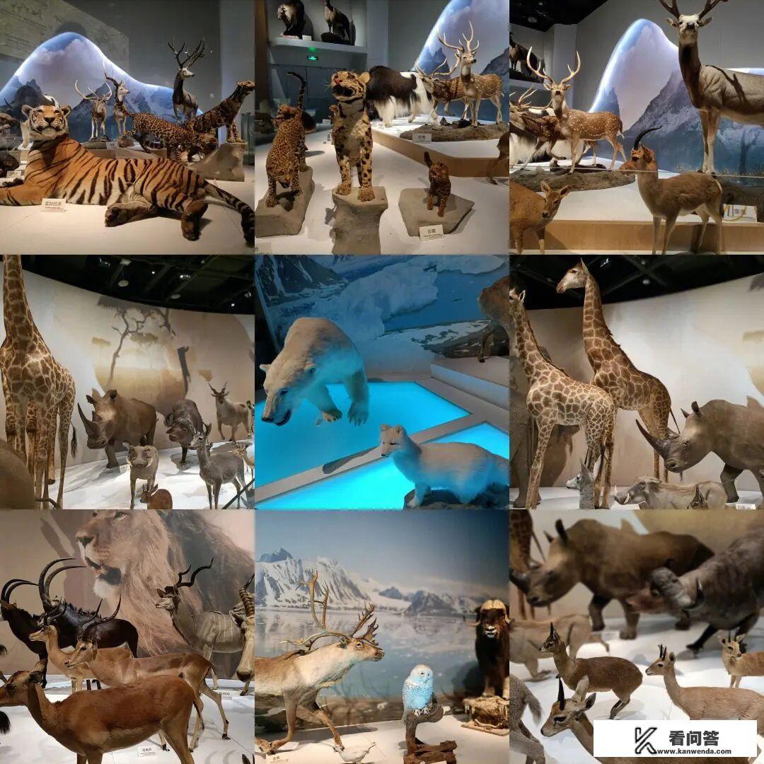 成都博物馆游玩攻略