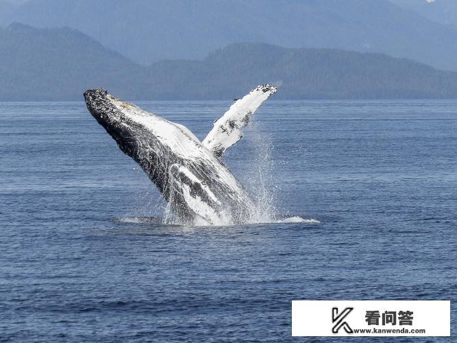 海鲸的介绍和特点 海鲸的介绍和特点